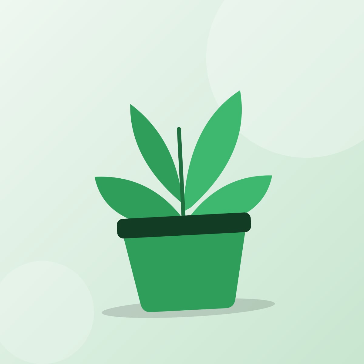 Monstera w doniczce ceramicznej